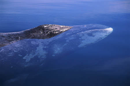 picture of bowhead whale