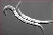 C.elegans