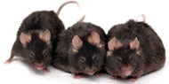 three long-lived mice