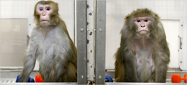 rhesus monkeys on restricted and unrestricted diets